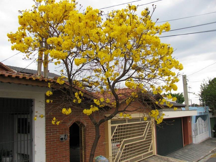 #CA3644-A - Casa para Venda em São Caetano do Sul - SP