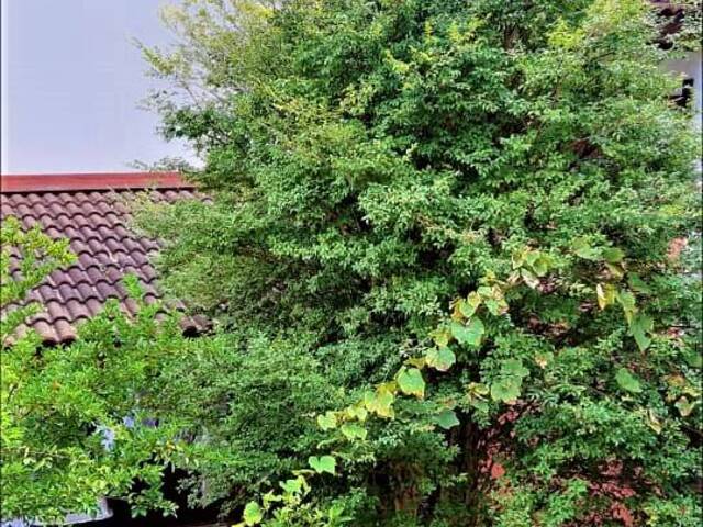 Casa para Venda em São Caetano do Sul - 2