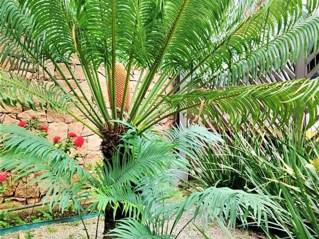 Apartamento para Venda em São Caetano do Sul - 5